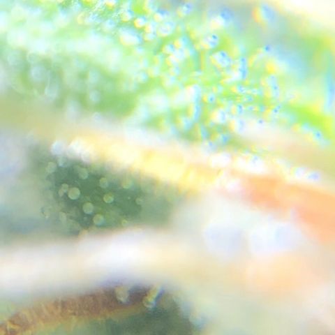 Jack Herer  growlog photo: Took some trichome monitoring pictures of Jack Herer 🪴.