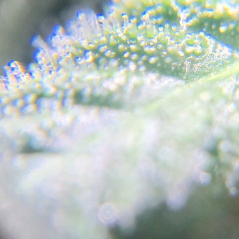 Jack Herer  growlog photo: Took some trichome monitoring pictures of Jack Herer 🪴.