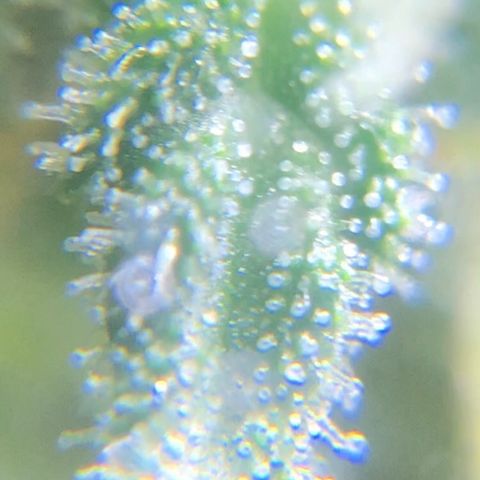 Jack Herer  growlog photo: Took some trichome monitoring pictures of Jack Herer 🪴.