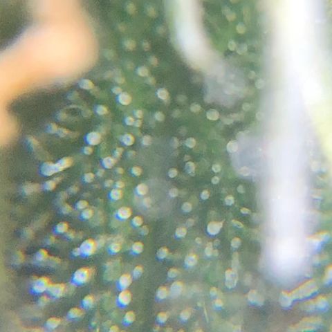 Jack Herer  growlog photo: Took some trichome monitoring pictures of Jack Herer 🪴.