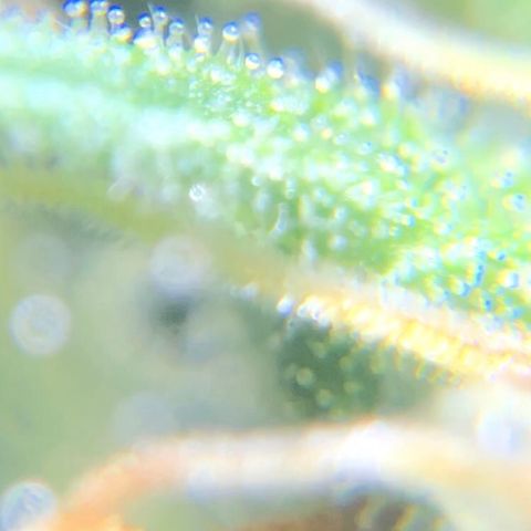 Jack Herer  growlog photo: Took some trichome monitoring pictures of Jack Herer 🪴.