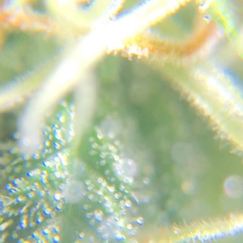 Jack Herer  growlog photo: Took some trichome monitoring pictures of Jack Herer 🪴.