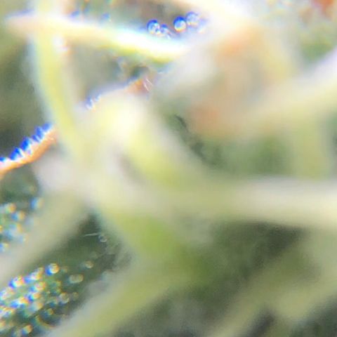 Jack Herer  growlog photo: Took some trichome monitoring pictures of Jack Herer 🪴.