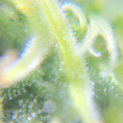 Jack Herer  growlog photo: Took some trichome monitoring pictures of Jack Herer 🪴.