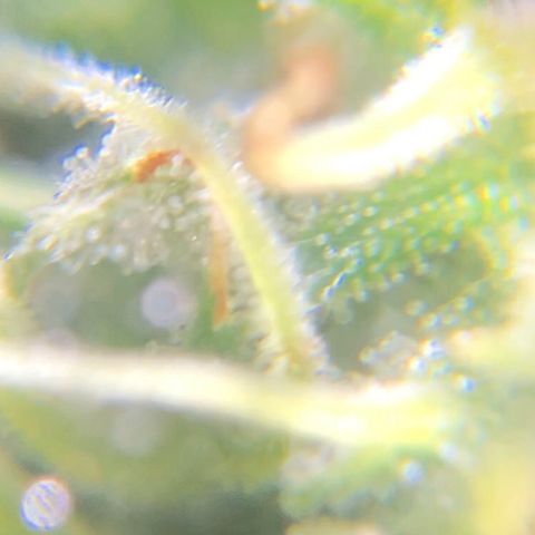 Jack Herer  growlog photo: Took some trichome monitoring pictures of Jack Herer 🪴.