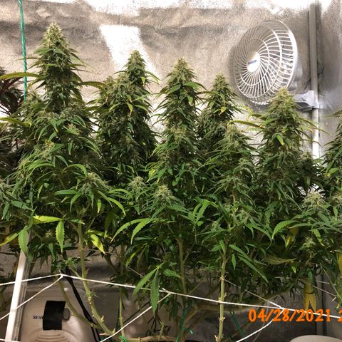 Jack Herer  growlog photo: Did a retake 🎬 of the weekly pictures of Jack Herer 🪴 I took yesterday playing with the new tripod. Did not use timer ⏱ so there was no burst mode to interfere with the photo sterilization processing. 