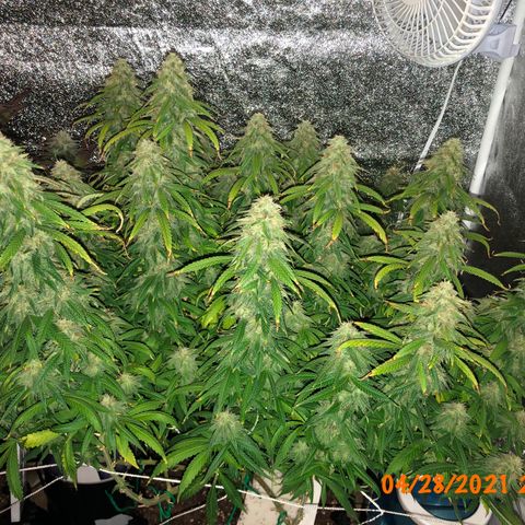 Jack Herer  growlog photo: Did a retake 🎬 of the weekly pictures of Jack Herer 🪴 I took yesterday playing with the new tripod. Did not use timer ⏱ so there was no burst mode to interfere with the photo sterilization processing. 