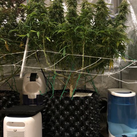 Jack Herer  growlog photo: Did a retake 🎬 of the weekly pictures of Jack Herer 🪴 I took yesterday playing with the new tripod. Did not use timer ⏱ so there was no burst mode to interfere with the photo sterilization processing. 