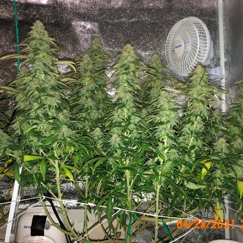 Jack Herer  growlog photo: Did a retake 🎬 of the weekly pictures of Jack Herer 🪴 I took yesterday playing with the new tripod. Did not use timer ⏱ so there was no burst mode to interfere with the photo sterilization processing. 