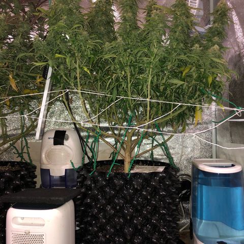 Jack Herer  growlog photo: Did a retake 🎬 of the weekly pictures of Jack Herer 🪴 I took yesterday playing with the new tripod. Did not use timer ⏱ so there was no burst mode to interfere with the photo sterilization processing. 