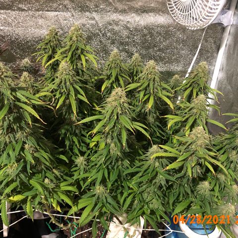 Jack Herer  growlog photo: Did a retake 🎬 of the weekly pictures of Jack Herer 🪴 I took yesterday playing with the new tripod. Did not use timer ⏱ so there was no burst mode to interfere with the photo sterilization processing. 