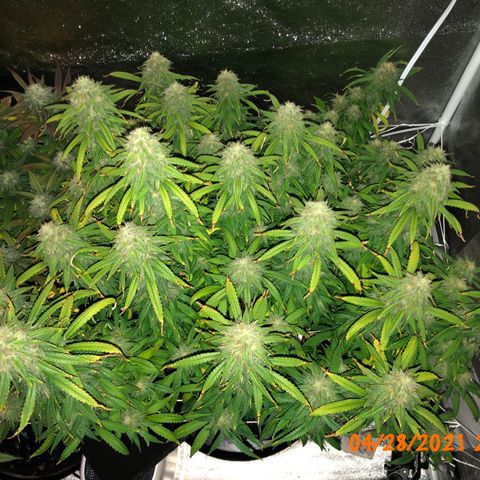 Jack Herer  growlog photo: Did a retake 🎬 of the weekly pictures of Jack Herer 🪴 I took yesterday playing with the new tripod. Did not use timer ⏱ so there was no burst mode to interfere with the photo sterilization processing. 