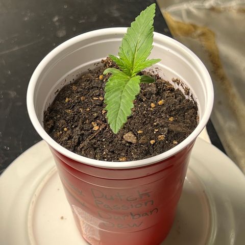Durban Dew 75% Sativa 25% Indica growlog photo: 1/4/22 2:30