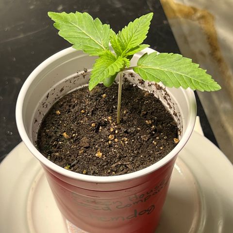 Chemdog 30% Sativa 70% Indica growlog photo: 1/4/22 2:30