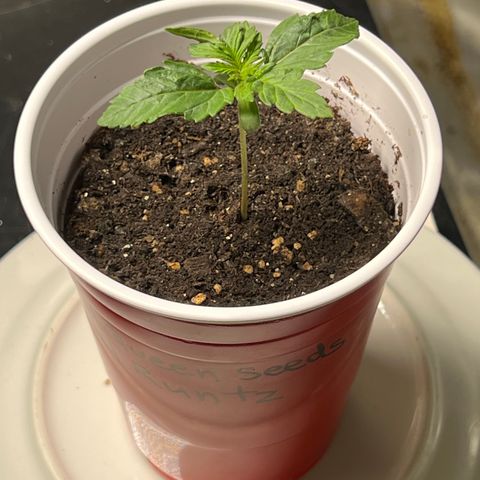 Royal Runtz 50% Sativa 50% Indica growlog photo: 1/4/22 2:30