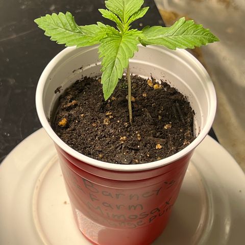 Mimosa X Orange Punch 35% Sativa 65% Indica growlog photo: 1/4/22 2:30