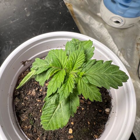 Royal Runtz 50% Sativa 50% Indica growlog photo: 1/7/23 00:50