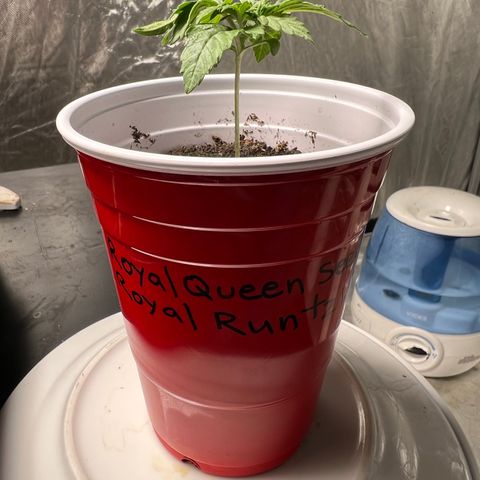 Royal Runtz 50% Sativa 50% Indica growlog photo: 1/7/23 00:50