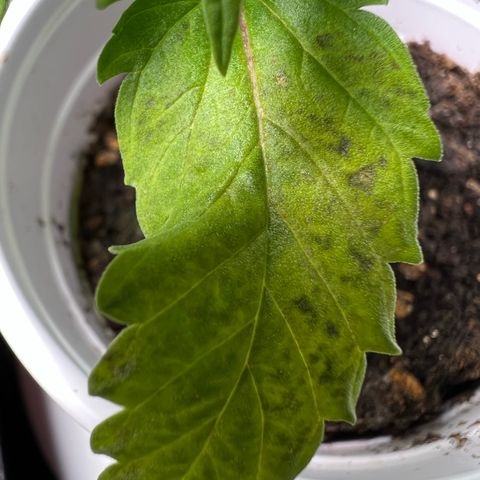 Mimosa X Orange Punch 35% Sativa 65% Indica growlog photo: !!!! DEFICIENCY WATCH !!!!