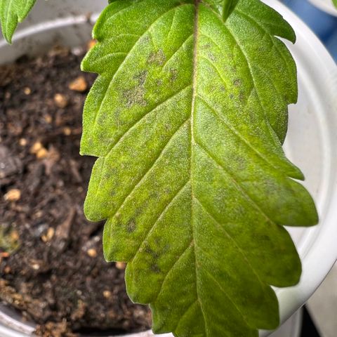 Mimosa X Orange Punch 35% Sativa 65% Indica growlog photo: !!!! DEFICIENCY WATCH !!!!