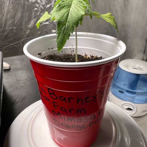 Mimosa X Orange Punch 35% Sativa 65% Indica growlog photo: !!!! DEFICIENCY WATCH !!!!