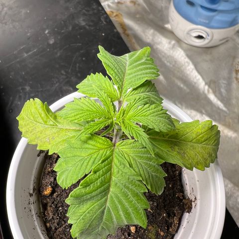Mimosa X Orange Punch 35% Sativa 65% Indica growlog photo: !!!! DEFICIENCY WATCH !!!!