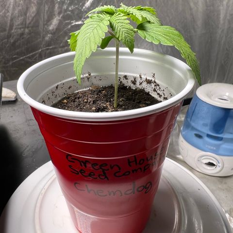 Chemdog 30% Sativa 70% Indica growlog photo: 1/7/23 00:50