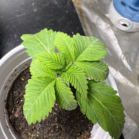 Chemdog 30% Sativa 70% Indica growlog photo: 1/7/23 00:50