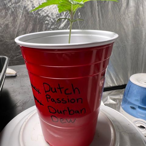 Durban Dew 75% Sativa 25% Indica growlog photo: 1/7/23 00:50