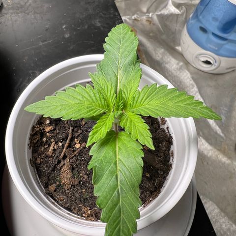 Durban Dew 75% Sativa 25% Indica growlog photo: 1/7/23 00:50