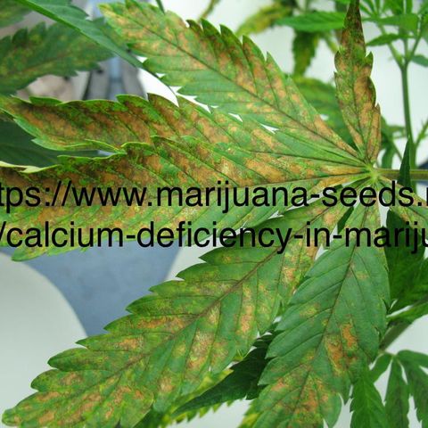 Mimosa X Orange Punch 35% Sativa 65% Indica growlog photo: !!!! DEFICIENCY WATCH !!!!!! = Calcium?
www.marijuana-seeds.nl/blog/calcium-deficiency-in-marijuana. 