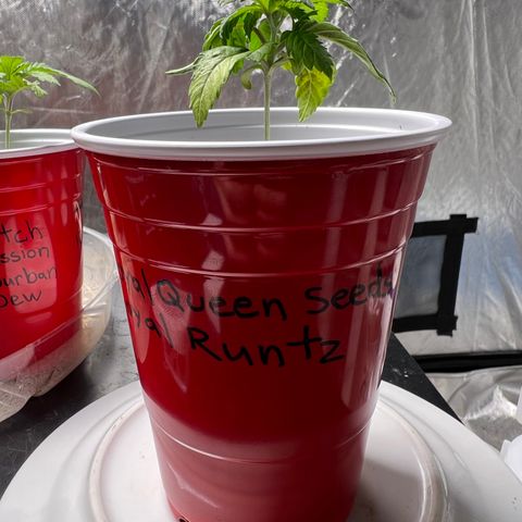 Royal Runtz 50% Sativa 50% Indica growlog photo: 1/10/23 14:30