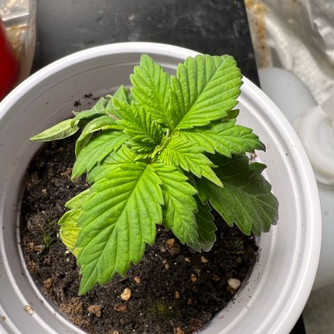 Royal Runtz 50% Sativa 50% Indica growlog photo: 1/10/23 14:30