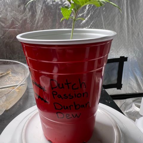 Durban Dew 75% Sativa 25% Indica growlog photo: 1/10/23 14:30
