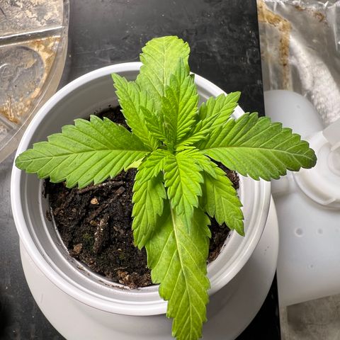Durban Dew 75% Sativa 25% Indica growlog photo: 1/10/23 14:30