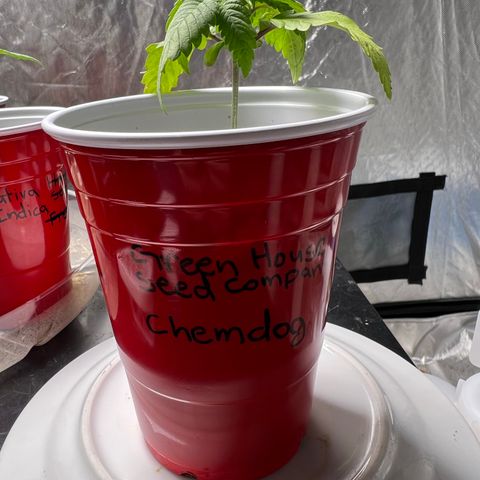 Chemdog 30% Sativa 70% Indica growlog photo: 1/10/23 14:30