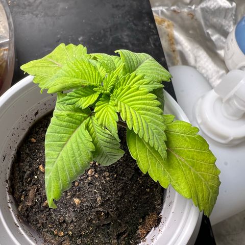 Chemdog 30% Sativa 70% Indica growlog photo: 1/10/23 14:30