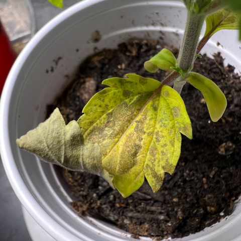 Mimosa X Orange Punch 35% Sativa 65% Indica growlog photo: 1/10/23 14:30