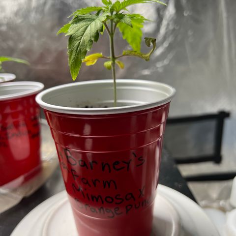 Mimosa X Orange Punch 35% Sativa 65% Indica growlog photo: 1/10/23 14:30