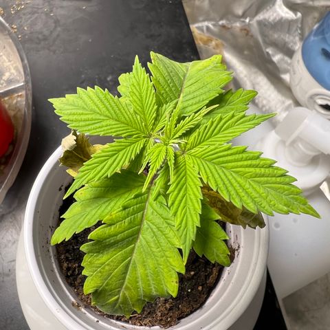 Mimosa X Orange Punch 35% Sativa 65% Indica growlog photo: 1/10/23 14:30