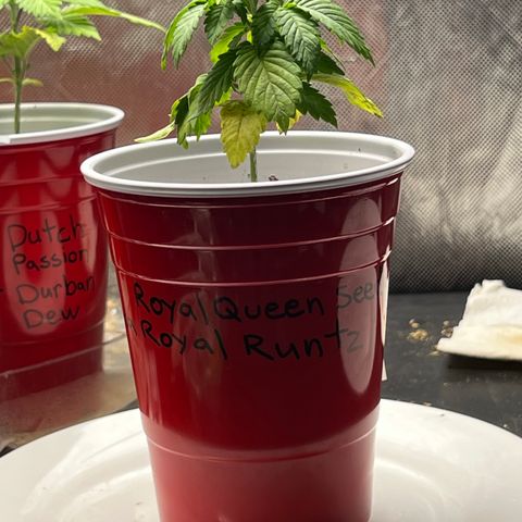 Royal Runtz 50% Sativa 50% Indica growlog photo: !!!! DEFICIENCY WATCH !!!!!! 1/16/23 09:00. The pH locked up nutrients. Will increase concentration of Vegamatrix and start supplementing with silica next watering 💦. 