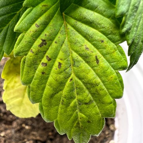 Royal Runtz 50% Sativa 50% Indica growlog photo: !!!! DEFICIENCY WATCH !!!!!! 1/16/23 09:00. The pH locked up nutrients. Will increase concentration of Vegamatrix and start supplementing with silica next watering 💦. 