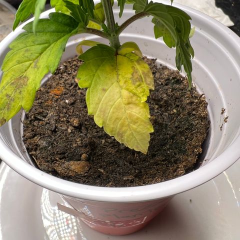 Royal Runtz 50% Sativa 50% Indica growlog photo: !!!! DEFICIENCY WATCH !!!!!! 1/16/23 09:00. The pH locked up nutrients. Will increase concentration of Vegamatrix and start supplementing with silica next watering 💦. 