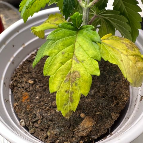 Royal Runtz 50% Sativa 50% Indica growlog photo: !!!! DEFICIENCY WATCH !!!!!! 1/16/23 09:00. The pH locked up nutrients. Will increase concentration of Vegamatrix and start supplementing with silica next watering 💦. 