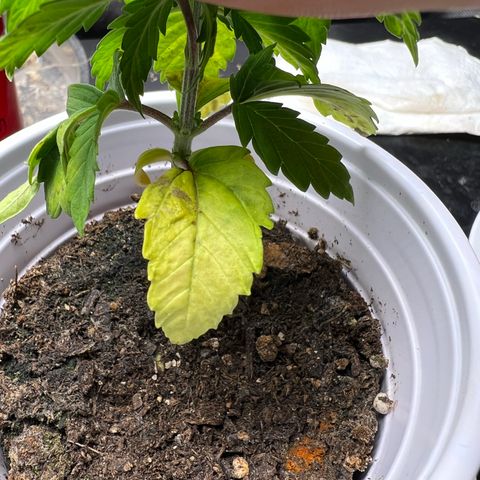 Royal Runtz 50% Sativa 50% Indica growlog photo: !!!! DEFICIENCY WATCH !!!!!! 1/16/23 09:00. The pH locked up nutrients. Will increase concentration of Vegamatrix and start supplementing with silica next watering 💦. 