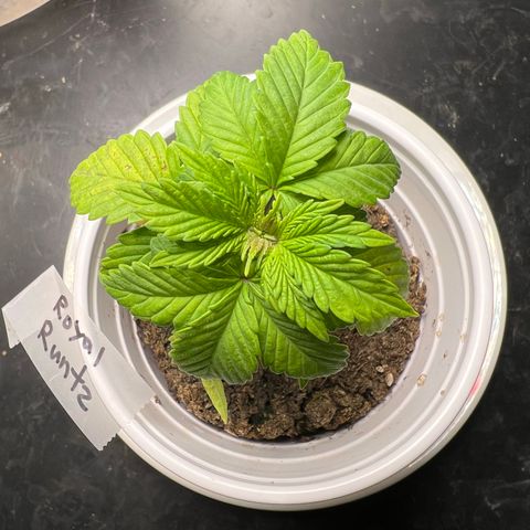 Royal Runtz 50% Sativa 50% Indica growlog photo: !!!! DEFICIENCY WATCH !!!!!! 1/16/23 09:00. The pH locked up nutrients. Will increase concentration of Vegamatrix and start supplementing with silica next watering 💦. 