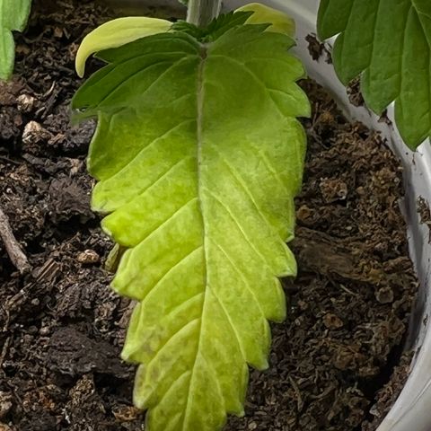 Durban Dew 75% Sativa 25% Indica growlog photo: !!!! DEFICIENCY WATCH !!!!!! 1/16/23 09:00. The pH locked up nutrients. Will increase concentration of Vegamatrix and start supplementing with silica next watering 💦. 