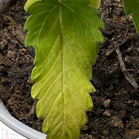 Durban Dew 75% Sativa 25% Indica growlog photo: !!!! DEFICIENCY WATCH !!!!!! 1/16/23 09:00. The pH locked up nutrients. Will increase concentration of Vegamatrix and start supplementing with silica next watering 💦. 