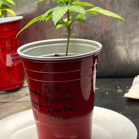 Durban Dew 75% Sativa 25% Indica growlog photo: !!!! DEFICIENCY WATCH !!!!!! 1/16/23 09:00. The pH locked up nutrients. Will increase concentration of Vegamatrix and start supplementing with silica next watering 💦. 