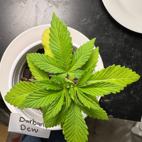 Durban Dew 75% Sativa 25% Indica growlog photo: !!!! DEFICIENCY WATCH !!!!!! 1/16/23 09:00. The pH locked up nutrients. Will increase concentration of Vegamatrix and start supplementing with silica next watering 💦. 